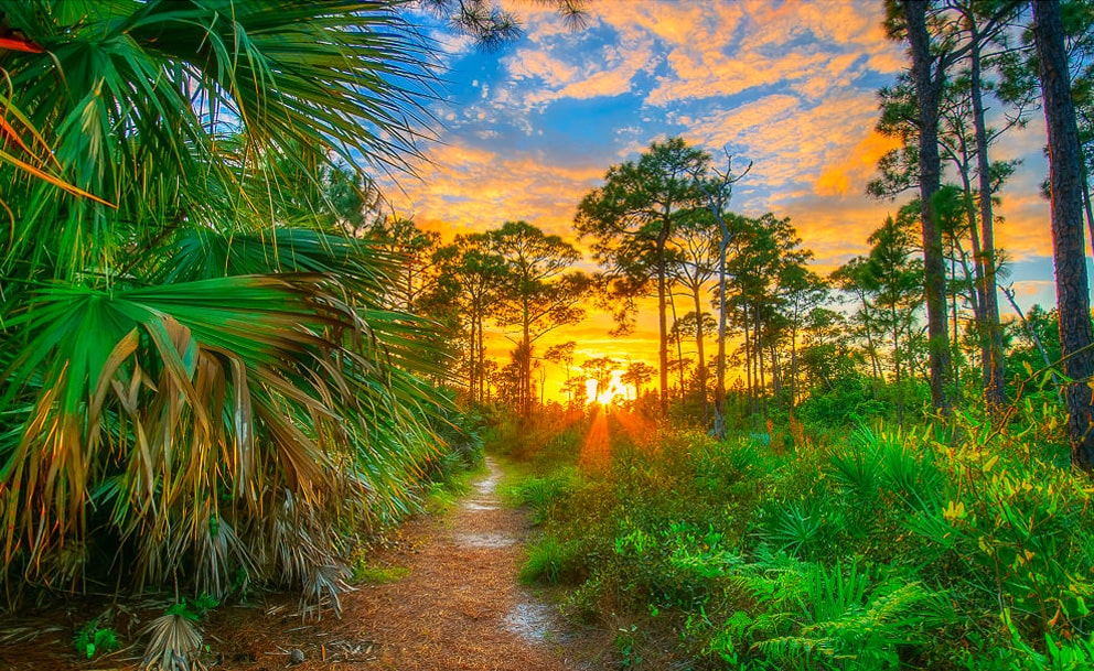 port st lucie trail in woods at sunset