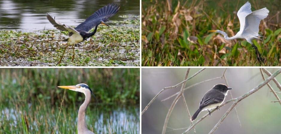 collage of different florida birds