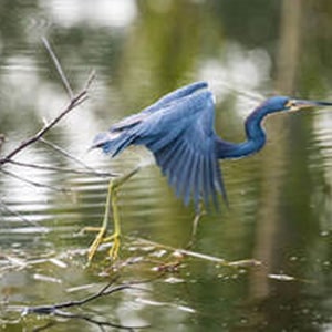 Tesoro Club is Haven for Birding and Wildlife